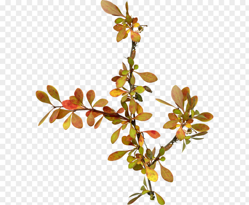 Leaf Flower Clip Art PNG