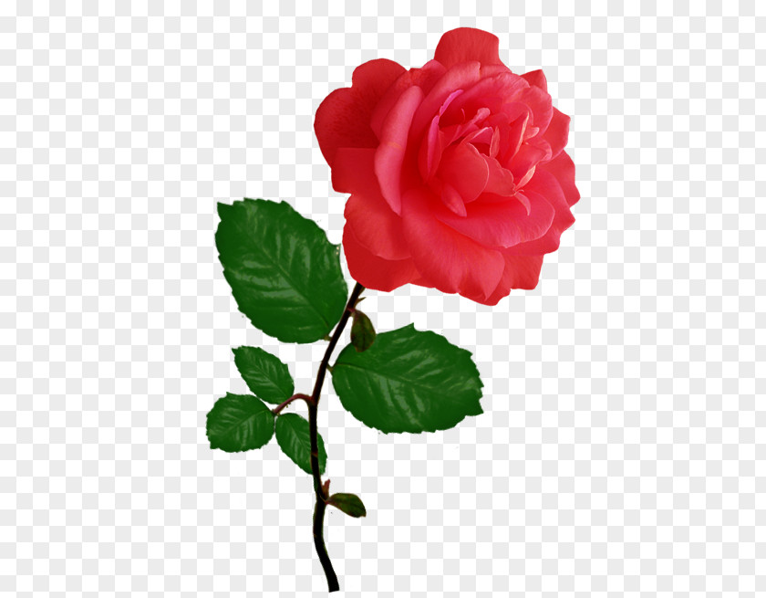 Long Stem Garden Roses Cabbage Rose Red Floribunda Clip Art PNG