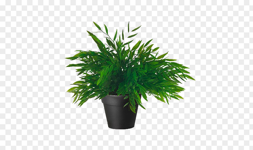 Plant Bamboo Amazon.com Houseplant Artificial Flower PNG