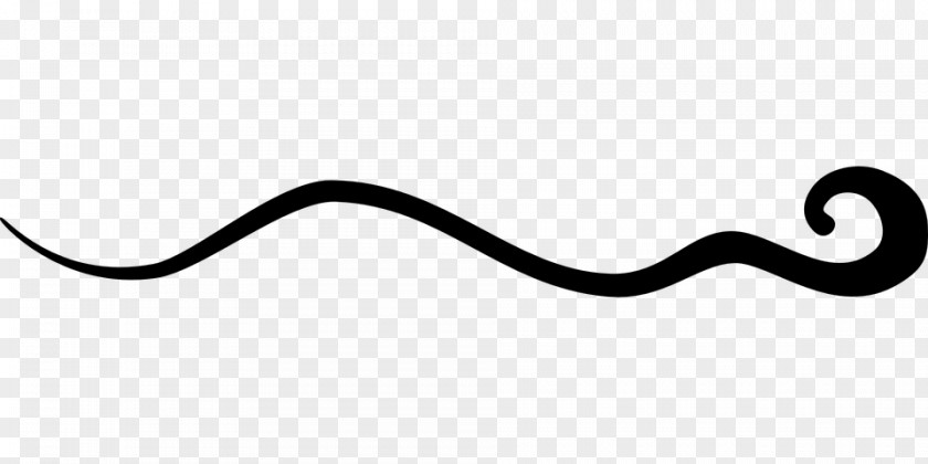 Squiggle Line Photography PNG
