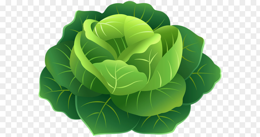 Cabbage Clip Art Image Vegetable PNG