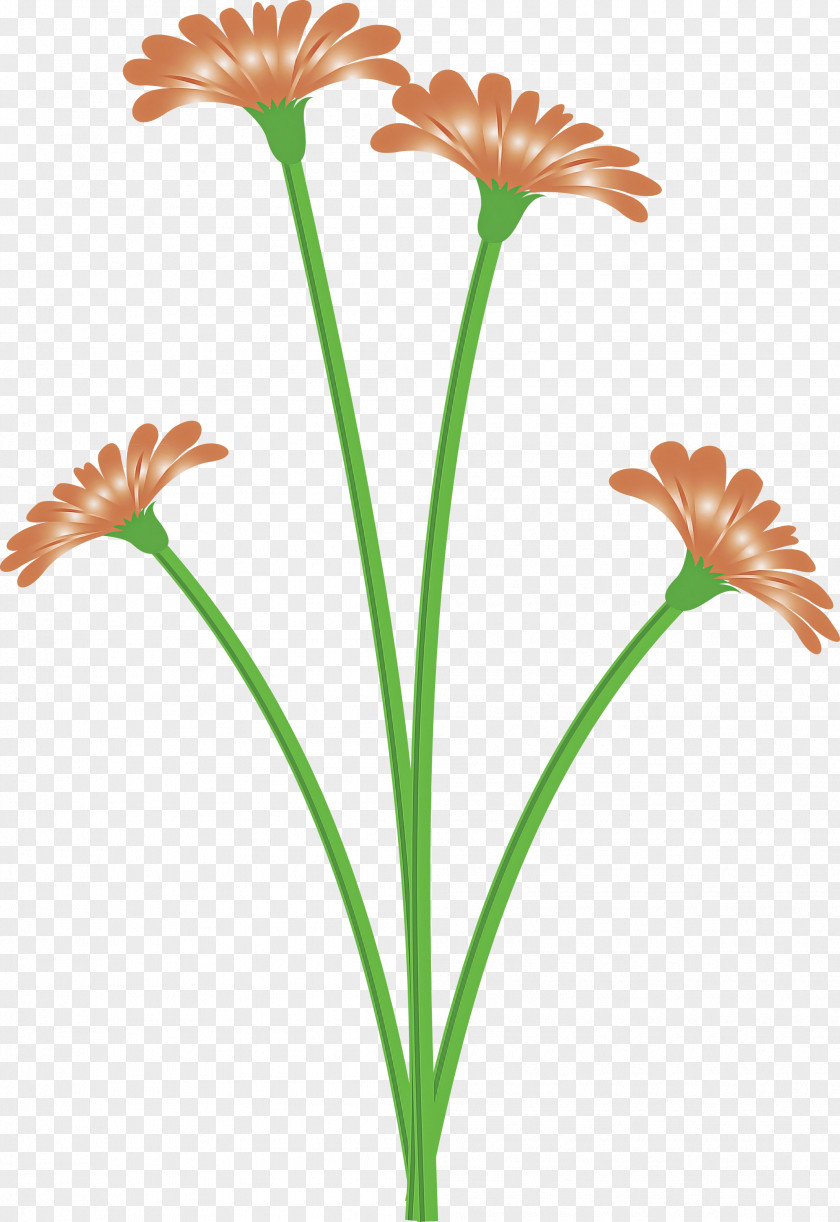 Dandelion Flower PNG