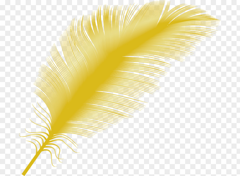Feather Yellow Close-up PNG