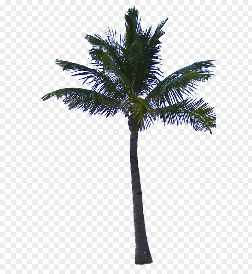 Tree Arecaceae Mexican Fan Palm Clip Art PNG