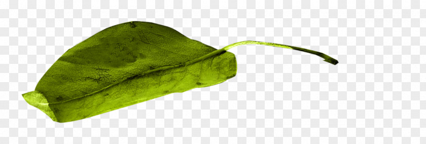 Vegetable Leaf PNG