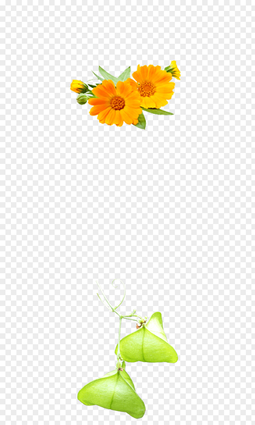 Calendula Officinalis Common Sunflower Floral Design Cut Flowers Hair Styling Products PNG