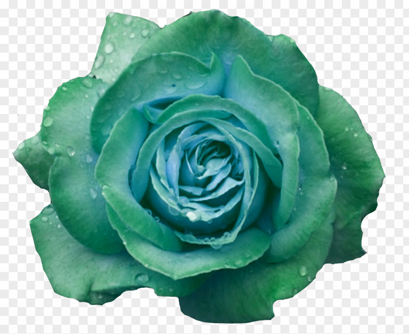 Flower Garden Roses Cabbage Rose Blue Petal PNG