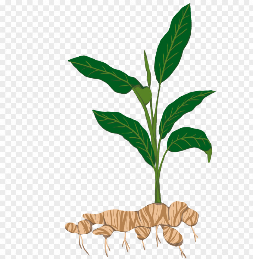 Ginger Tuber Tapioca Plant Stem Sowing PNG