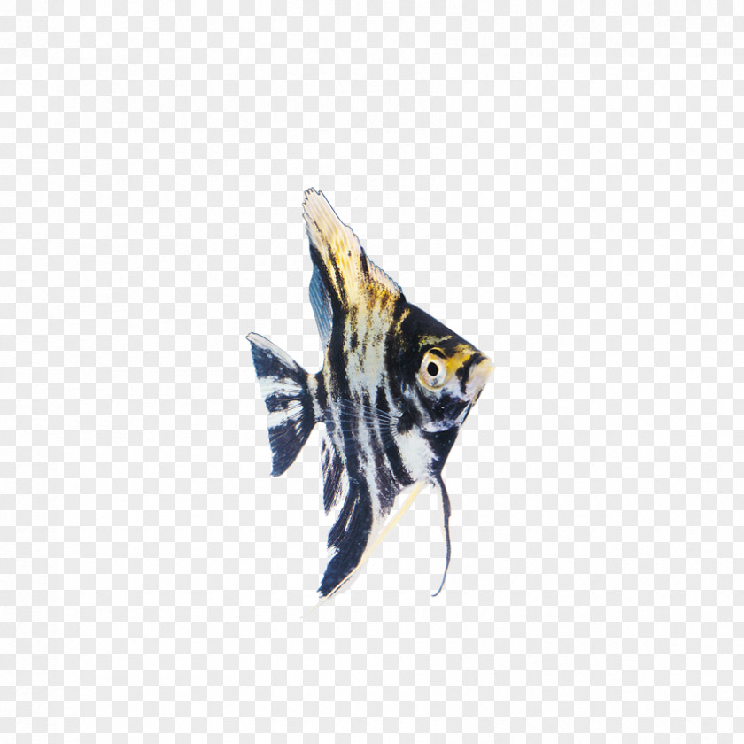 Insects, Fish Ornamental PNG