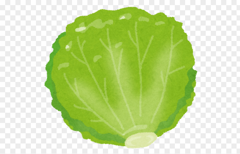 Lettuce Clipart Red Leaf Food Vegetable Nutrition PNG