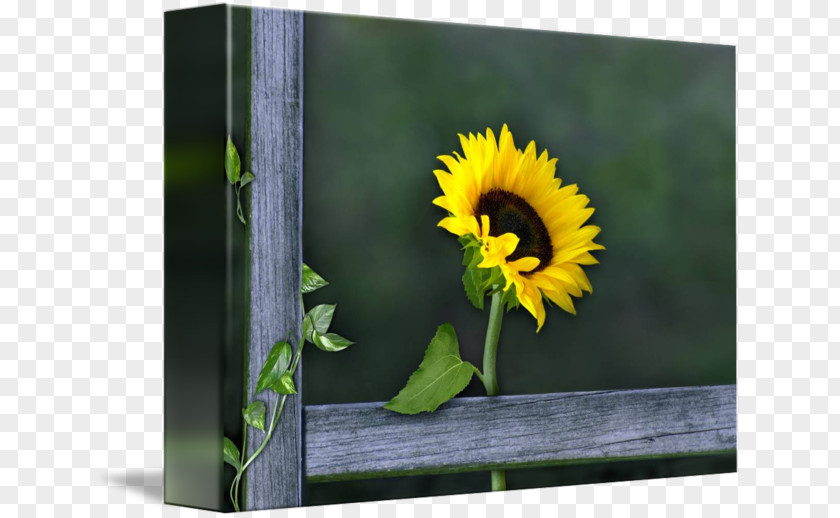 Sunflower 3D Gallery Wrap Picture Frames Seed Canvas Art PNG