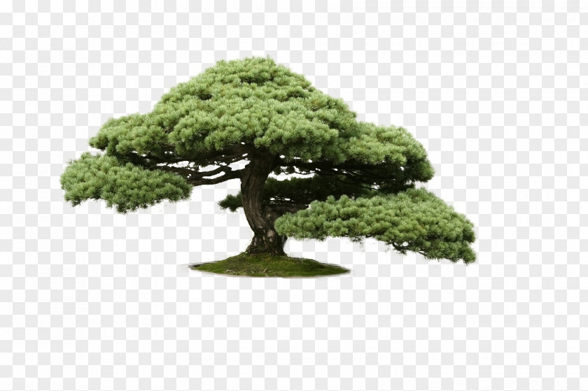 Tree Indoor Bonsai Chinese Elm Cedar PNG