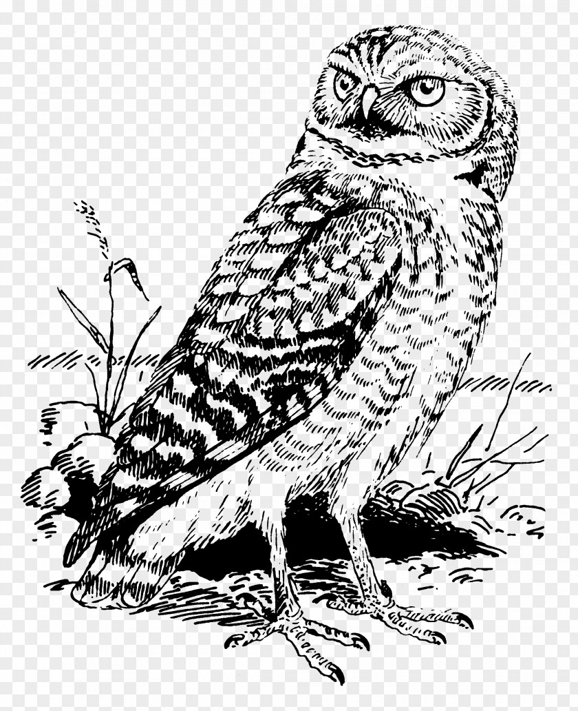 Vector Embroidery Tawny Owl Great Horned Burrowing Clip Art PNG