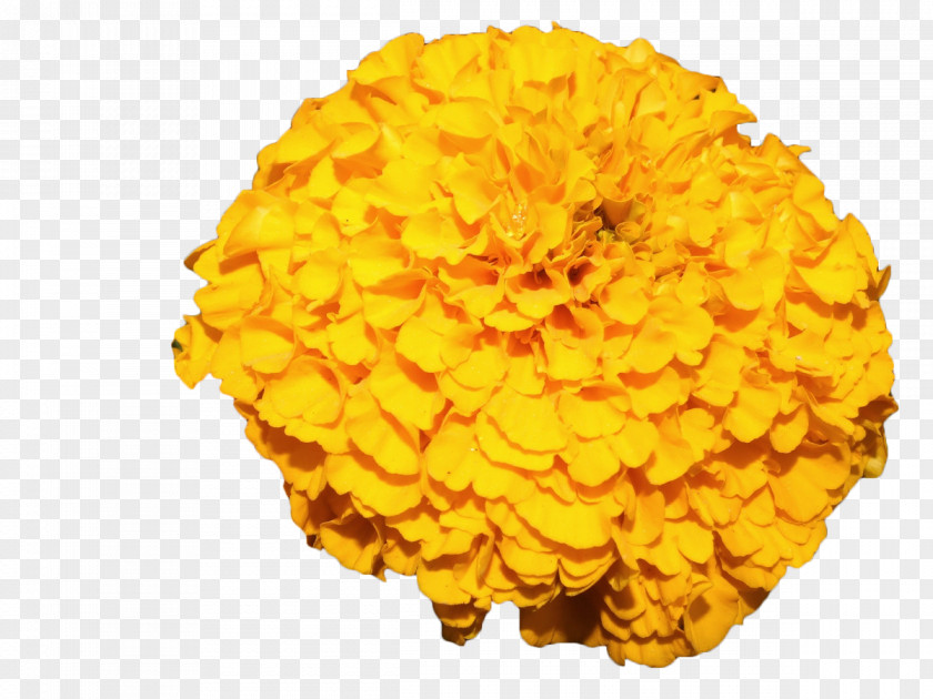 Yellow Marigold Mexican Flower PNG