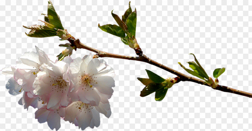 Flower Branch Cherry Blossom PNG