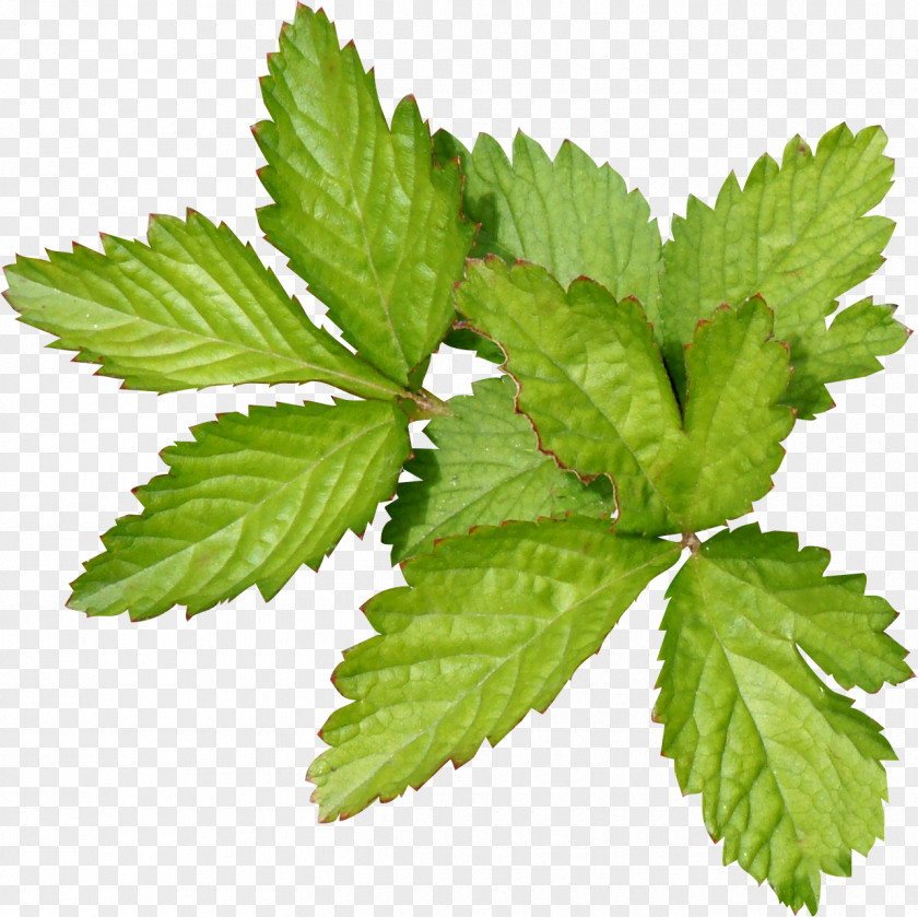 Leaf Green Mulberry PNG