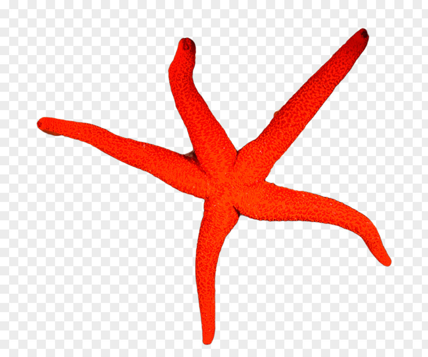 Moana Starfish Underwater Diving Snorkeling Professional Association Of Instructors PNG