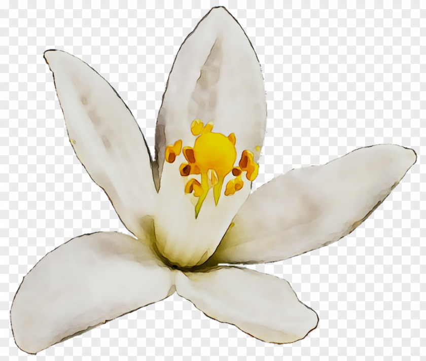 Moth Orchids PNG