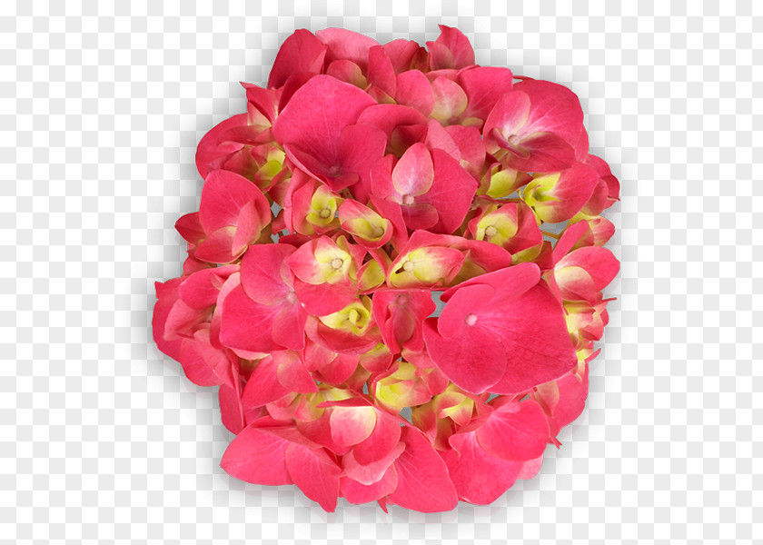 Rose Floribunda Garden Roses Cut Flowers Petal PNG