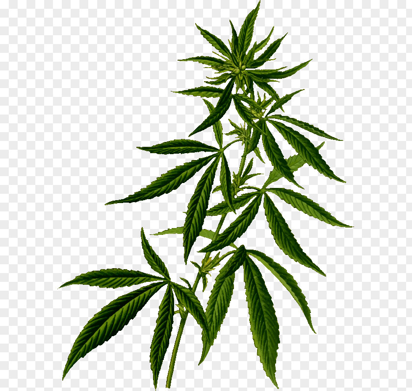 Cannabis Sativa Medical Plant PNG