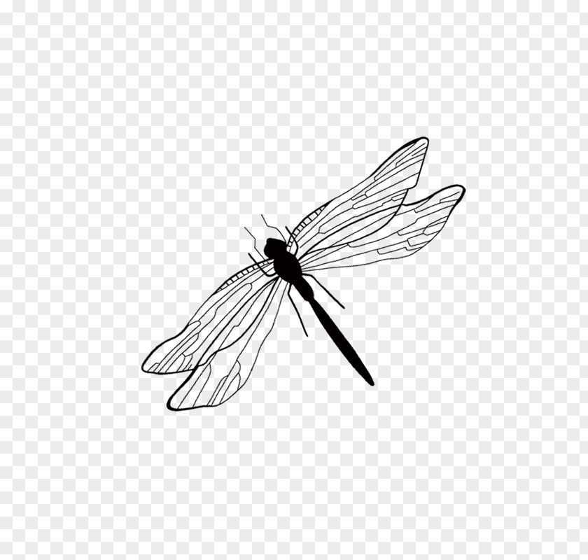 Dragonfly Insect Cartoon PNG