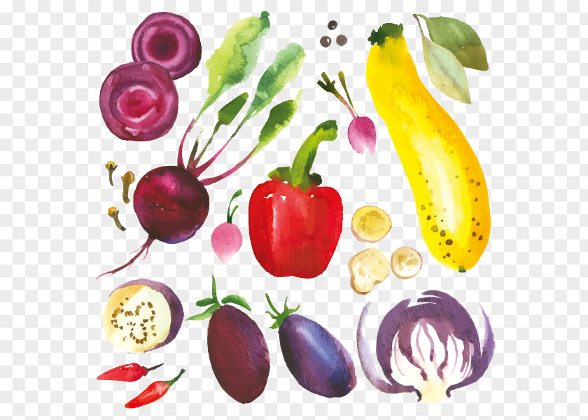 Hand-painted Cartoon Vegetables Drawing Herb Illustration PNG