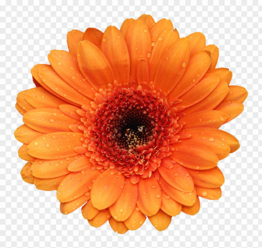 Marigold Gerbera Jamesonii Flower Stock Photography Orange PNG