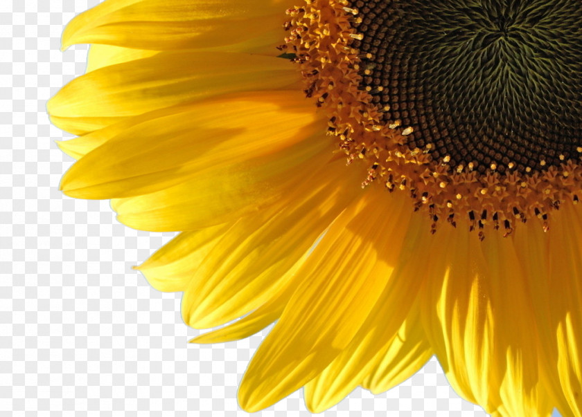 Sunflower Common Oil Water Wallpaper PNG