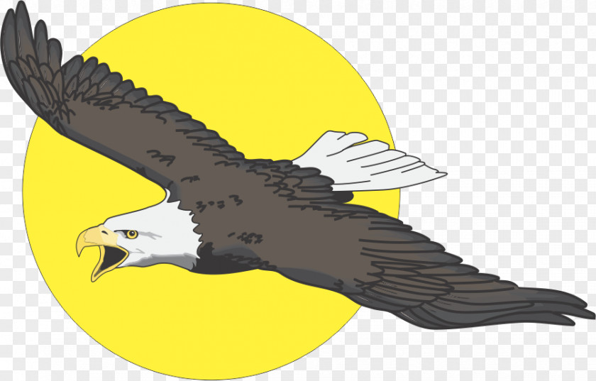 Eagle Drawing Bald Vector Graphics Illustration Image PNG