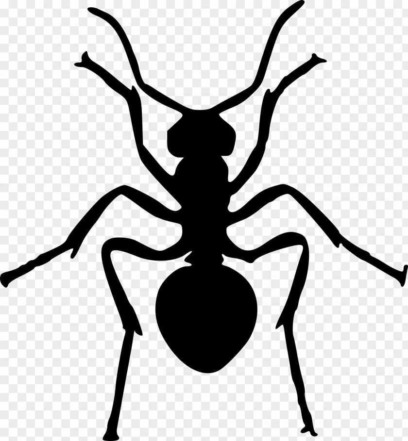 Insect Cartoon Ant Silhouette Drawing Clip Art PNG