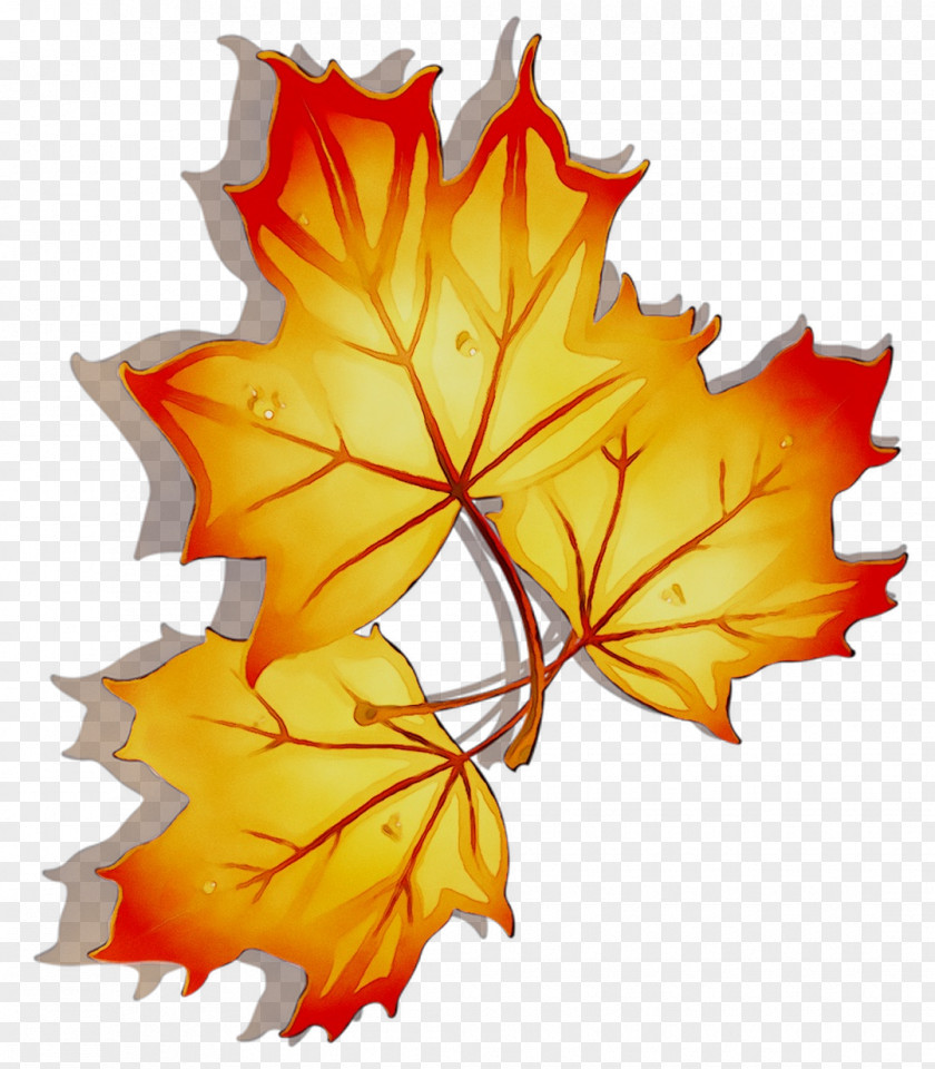 Maple Leaf Symmetry PNG