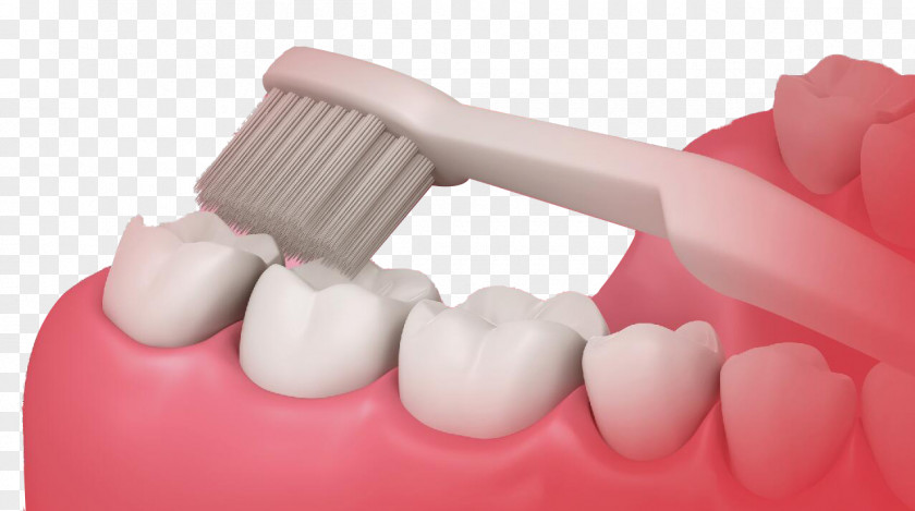 Model Tooth Mouthwash Brushing Toothbrush Dentistry PNG