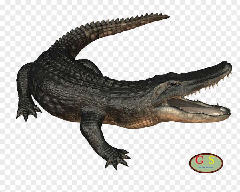 Om Nile Crocodile American Alligator Desktop Wallpaper PNG