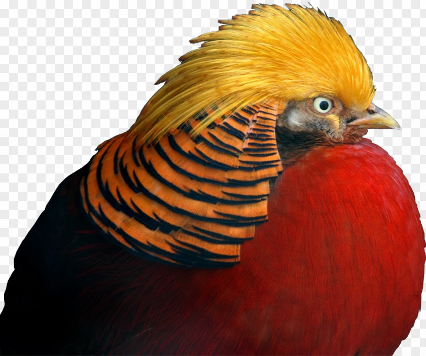 Pheasant Golden Galliformes Beak Feather PNG