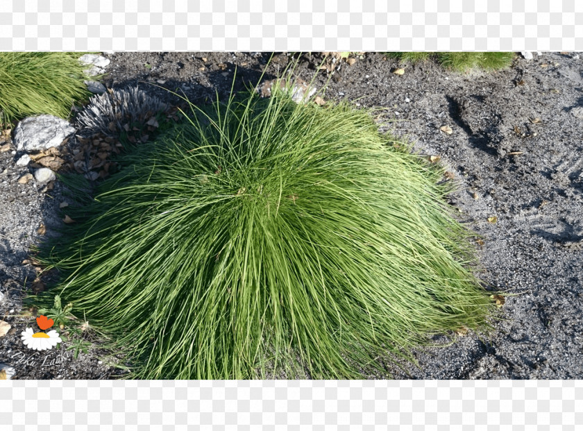 Plant Community Grasses Herb Groundcover PNG