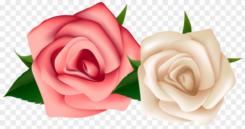 White Roses Rose Pink Flowers Clip Art PNG