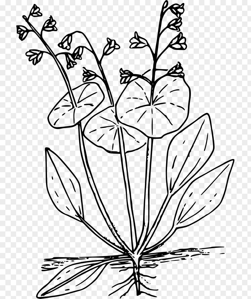 Winter Purslane Png Claytonia Perfoliata Coloring Book Miner's Lettuce Drawing Clip Art PNG