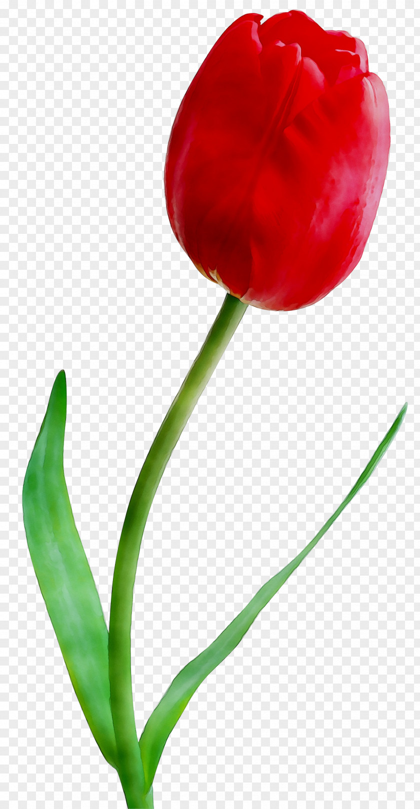 Clip Art Tulip Lily Flower PNG