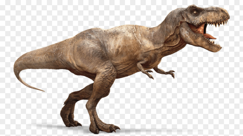 Dinosaur Tyrannosaurus Spinosaurus Carnotaurus Triceratops Theropods PNG