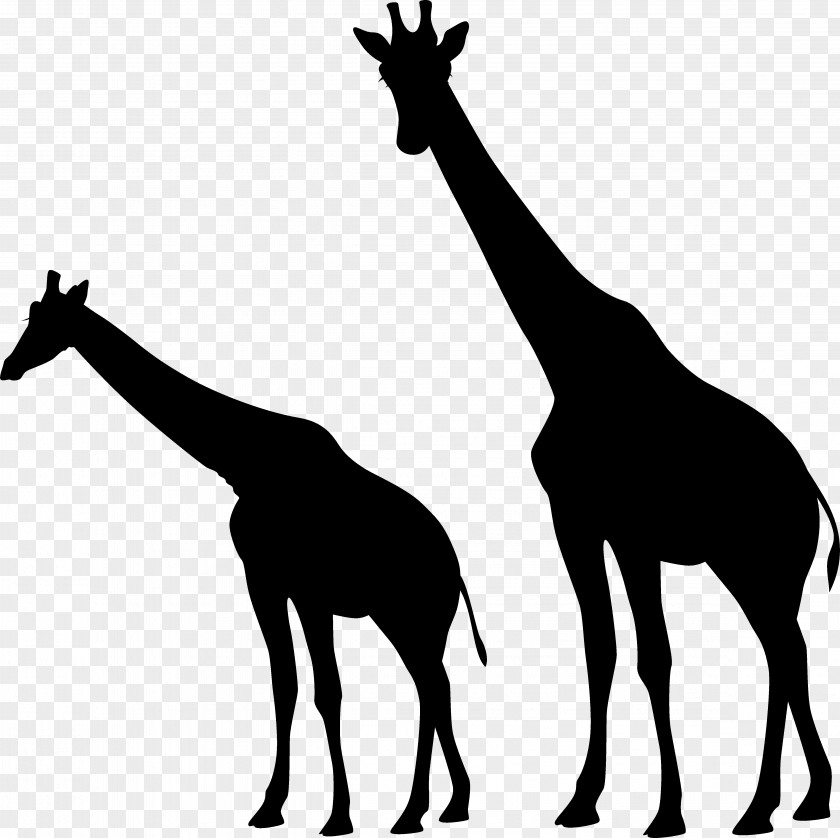 Giraffe Mustang Mammal Neck Clip Art PNG