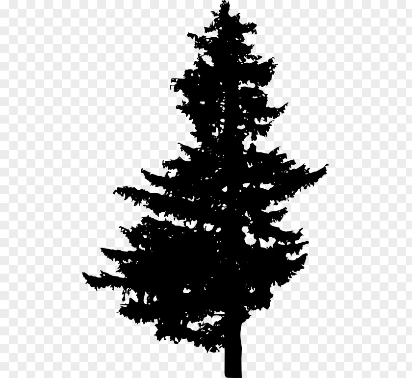 Pine Tree Spruce Fir Christmas PNG