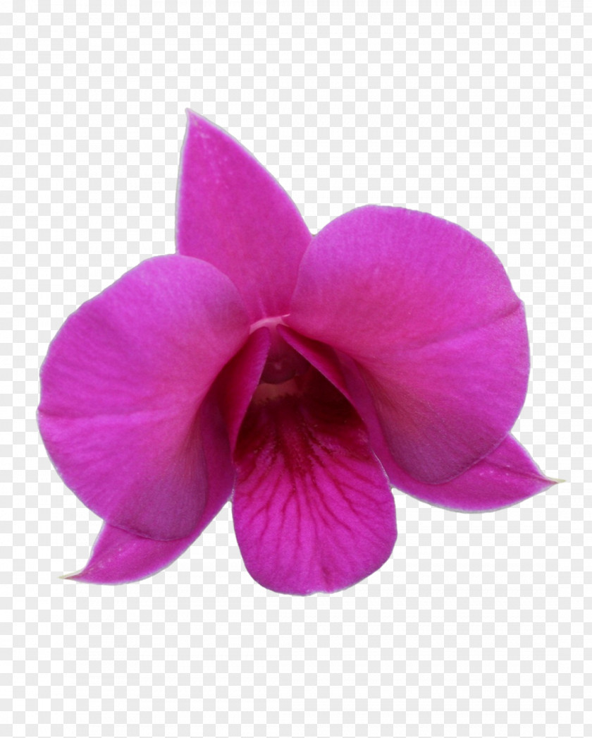 Queensland Moth Orchids Pink M Floral Emblem PNG