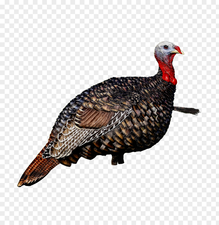 Subdominant Turkey Call Decoy Avian Influenza Hunting PNG