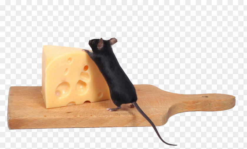 Who Moved My Cheese Computer Mouse Stock Photography PNG