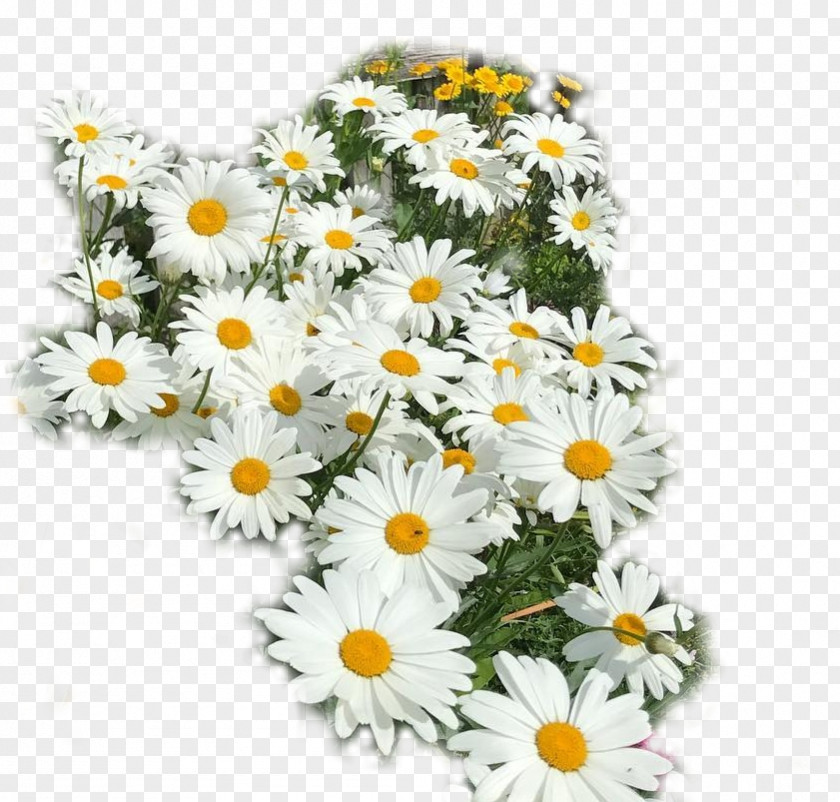 Yb Oxeye Daisy Cut Flowers Chrysanthemum Floral Design PNG