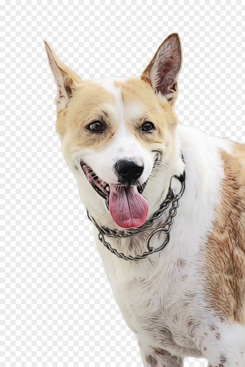 Canaan Dog Snout Companion Breed Groupm PNG