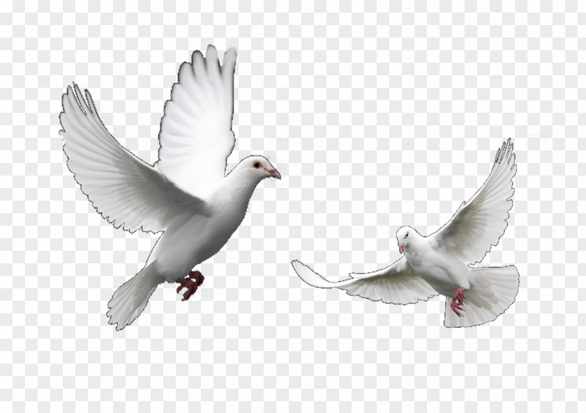 Doves Flying Columbidae Domestic Pigeon Bird Trash Release Dove PNG