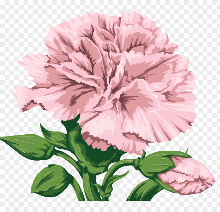Flower Carnation Cut Flowers Clip Art PNG