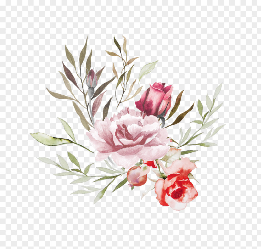 Flower Plant Protea Pink Common Peony PNG