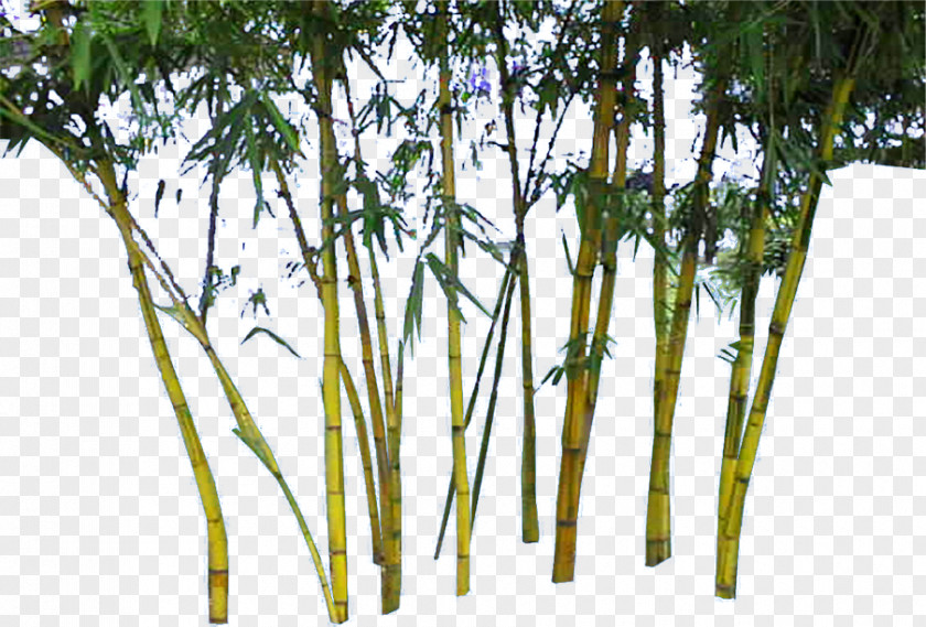 Golden Bamboo Download Google Images PNG